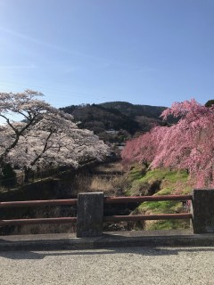 宮城野桜